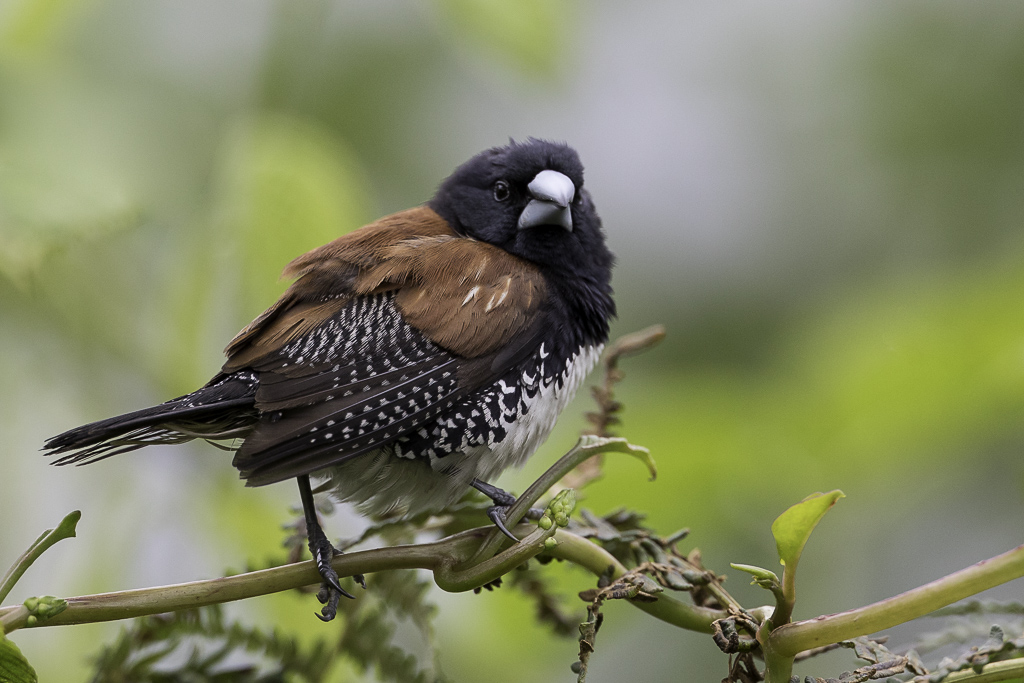 Black-and-white Mannikin - Glansekstertje - Capucin bicolore