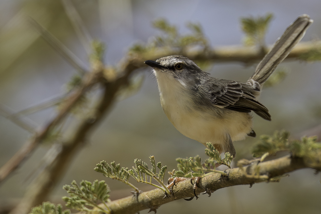 Pale Prinia - Bleke Prinia - Prinia ple