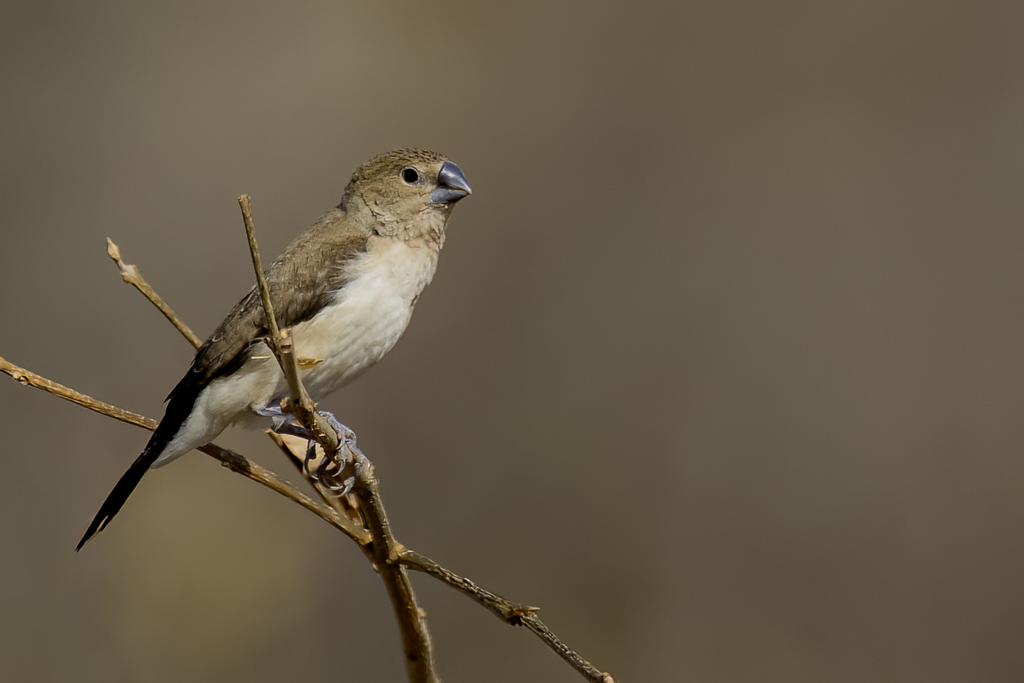 African Silverbill - Zilverbekje - Capucin bec-dargent