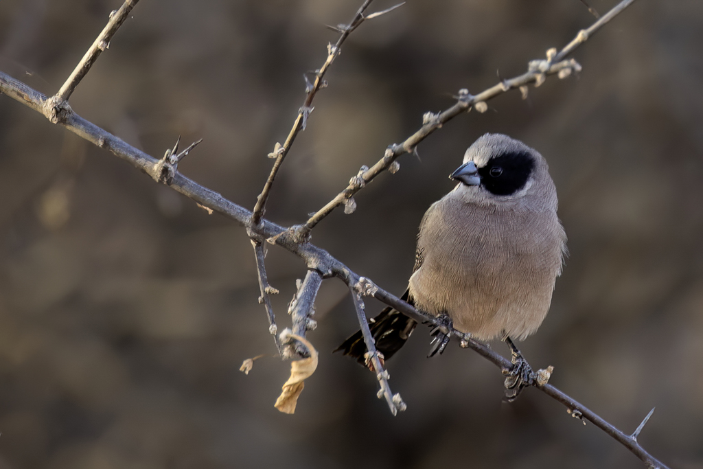 Black-cheeked Waxbill - Feenastrild - Astrild des fes