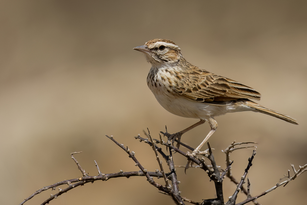Foxy Lark - Vosleeuwerik - Alouette abyssinienne