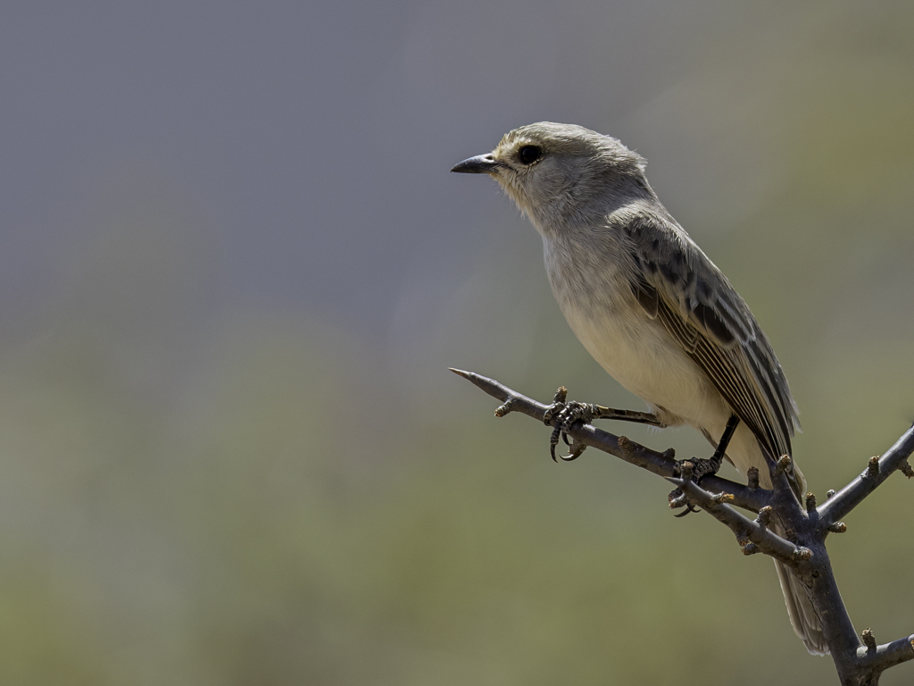 African Grey Flycatcher - Streepkopvliegenvanger - Gobemouche  petit bec