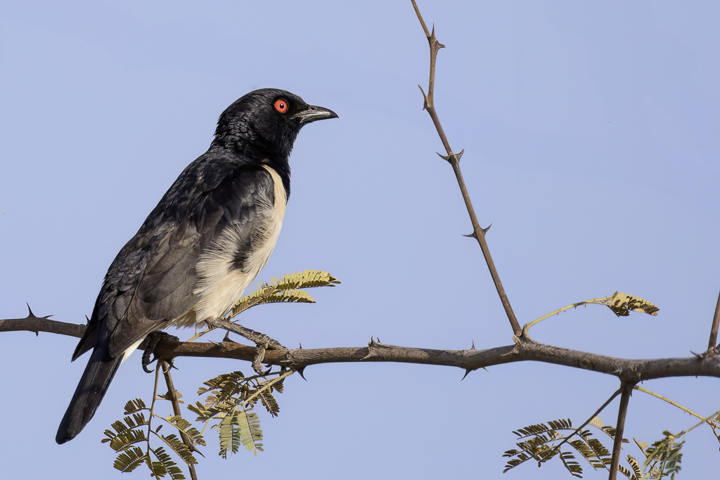 Magpie Starling - Spiegelspreeuw - Spro pie (m)