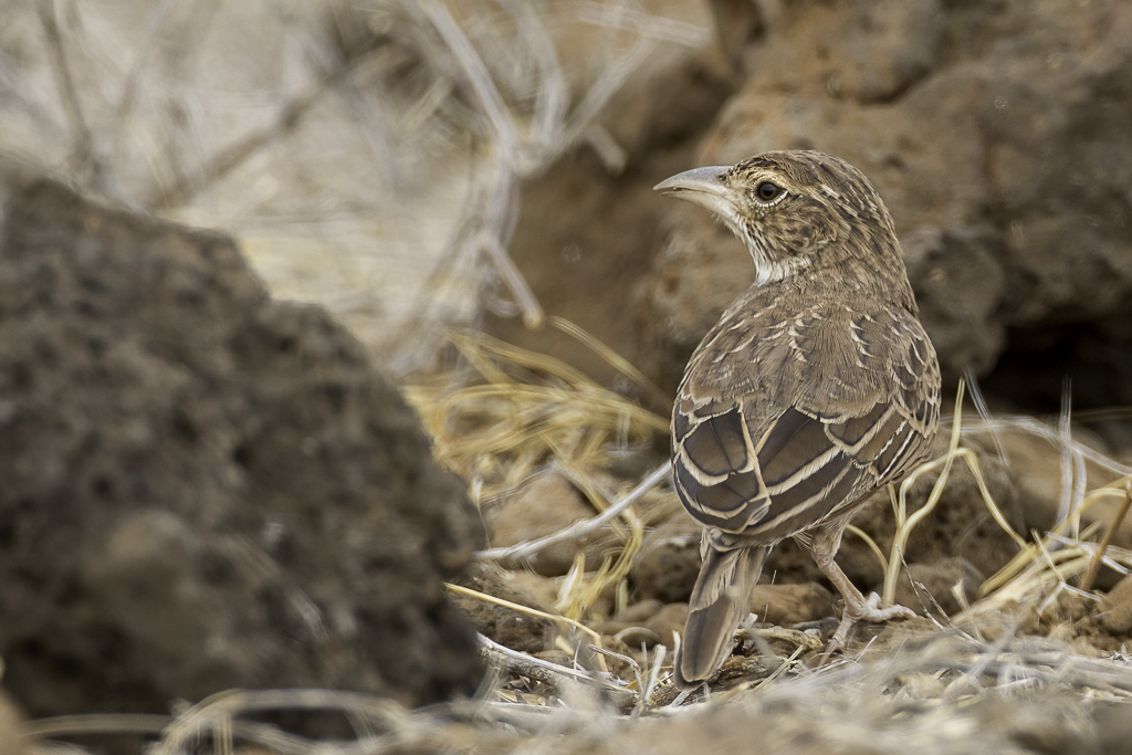 Williamss Lark - Williams Leeuwerik - Alouette de Williams
