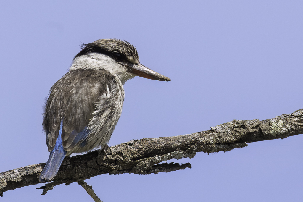 Striped Kingfisher - Gestreepte IJsvogel - Martin-chasseur stri
