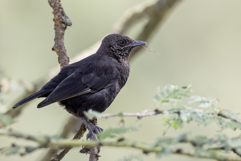 Anteater Chat - Bruine Miertapuit - Traquet brun