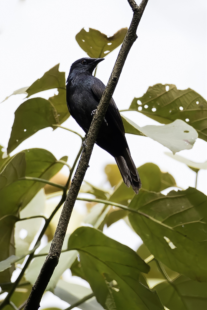 Stuhlmanns Starling - Stuhlmanns Spreeuw - Rufipenne de Stuhlmann