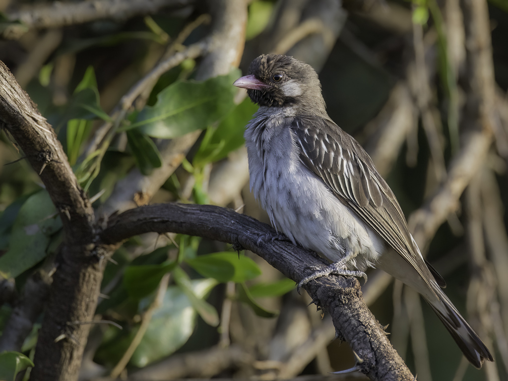 Greater Honeyguide - Grote Honingspeurder - Grand Indicateur