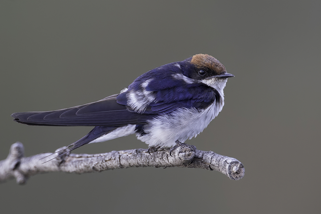 Wire-tailed Swallow - Roodkruinzwaluw - Hirondelle  longs brins