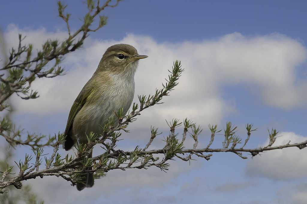 Brown Woodland Warbler - Rppells Boszanger - Pouillot ombr