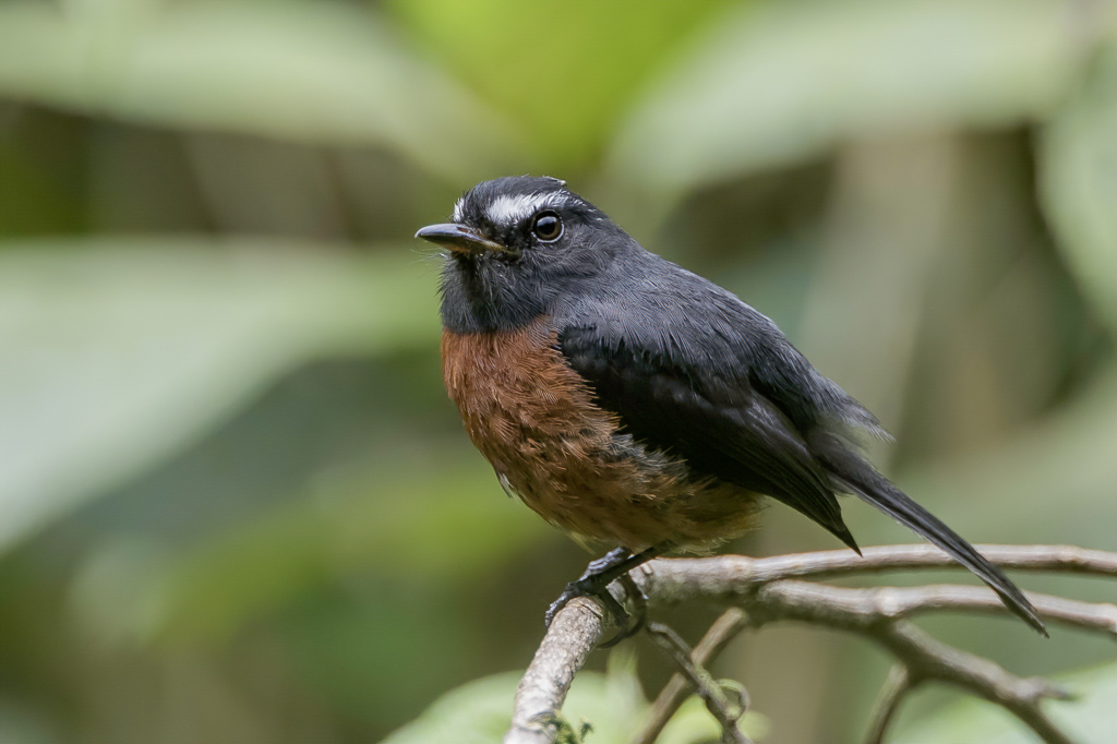 Slaty-backed Chat-Tyrant - Grijsrugtapuittiran - Pitajo noir