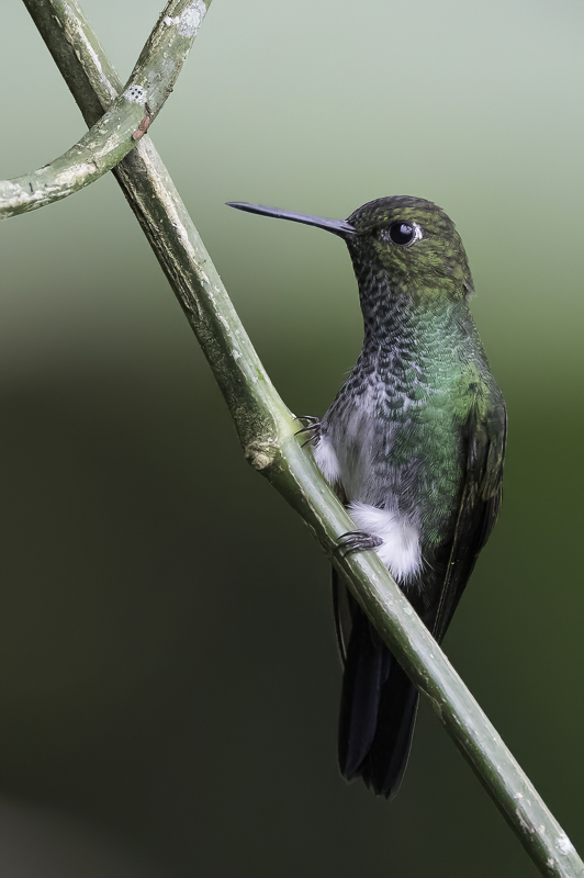 Greenish Puffleg - Aureliapluimbroekje - rione dAurlie