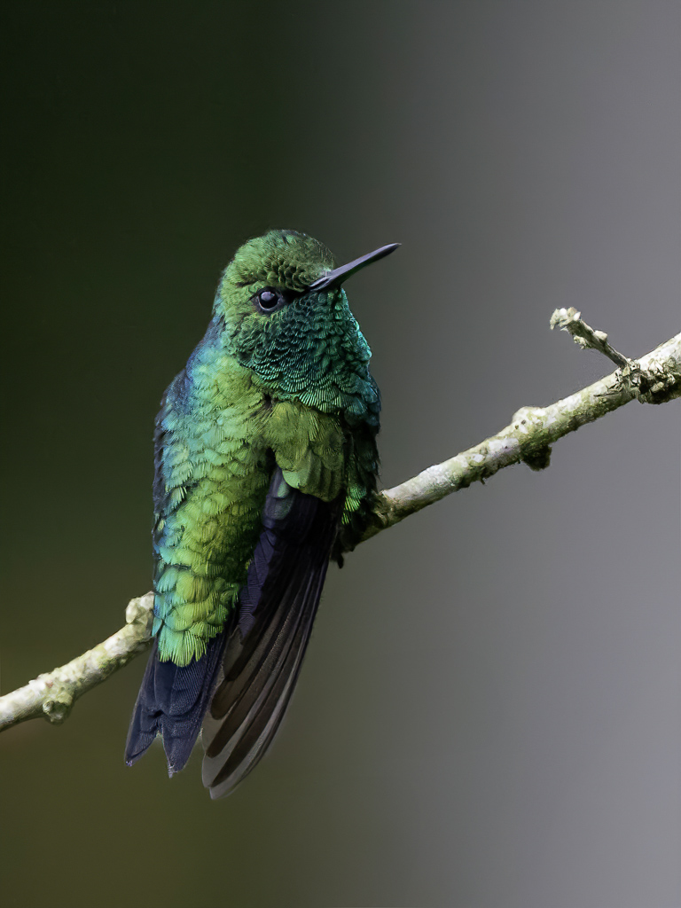 Western Emerald - West-Andessmaragdkolibrie - meraude des Andes occidentales