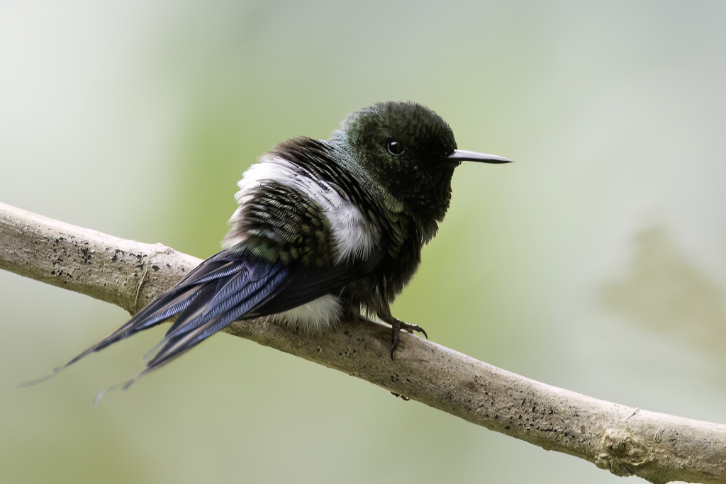 Green Thorntail - Groene Draadkolibrie - Coquette  queue fine (m)