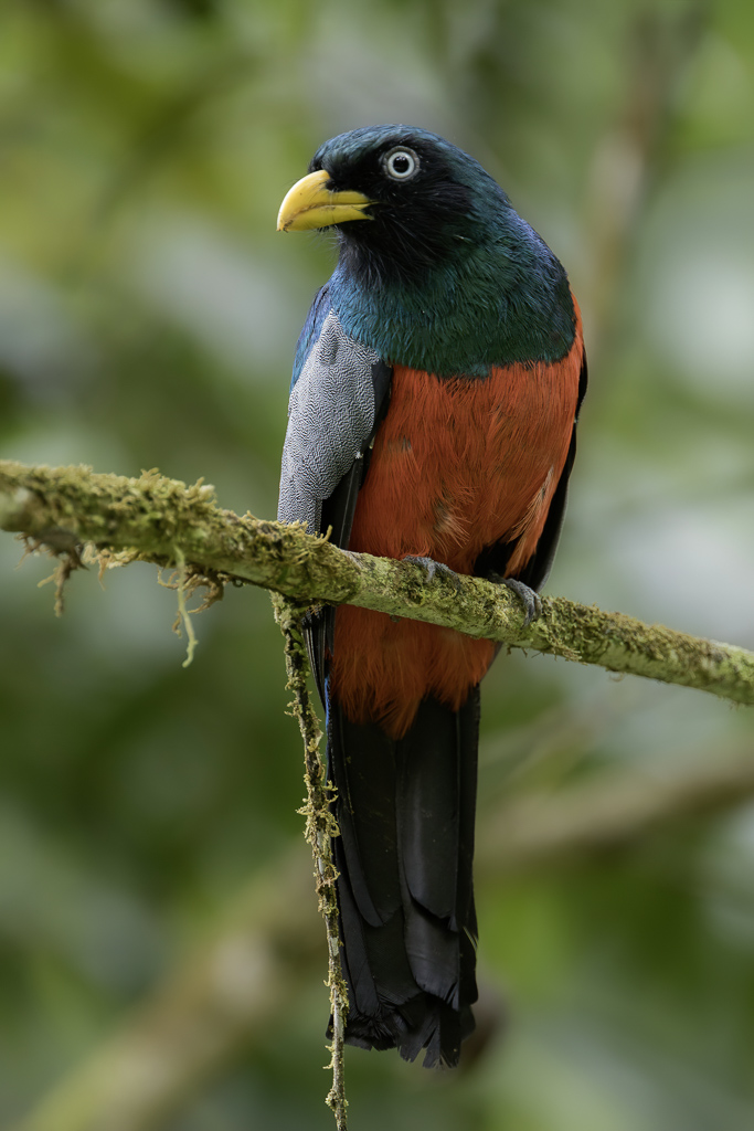 Choco Trogon - Blauwstaarttrogon - Trogon aux yeux blancs (m)