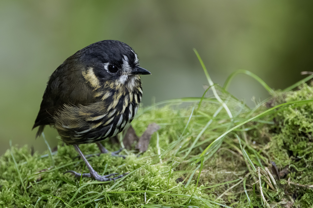 Crescent-faced Antpitta - Chapmans Dwergmierpitta - Grallaire demi-lune