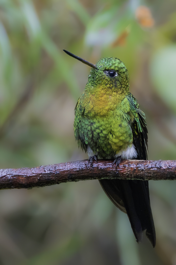 Golden-breasted Puffleg - Goudbuikpluimbroekje - rione  poitrine dor