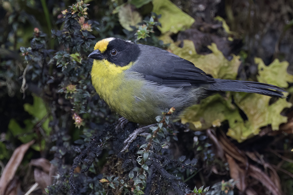 Pale-naped Brushfinch - Bleeknekstruikgors - Tohi  nuque claire