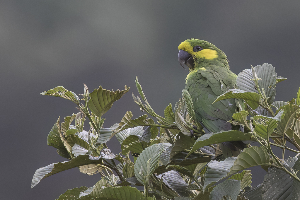 Yellow-eared Parrot - Geeloorparkiet - Conure  joues dor