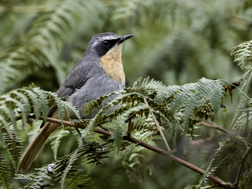 Cape Robin-Chat - Kaapse Lawaaimaker - Cossyphe du Cap