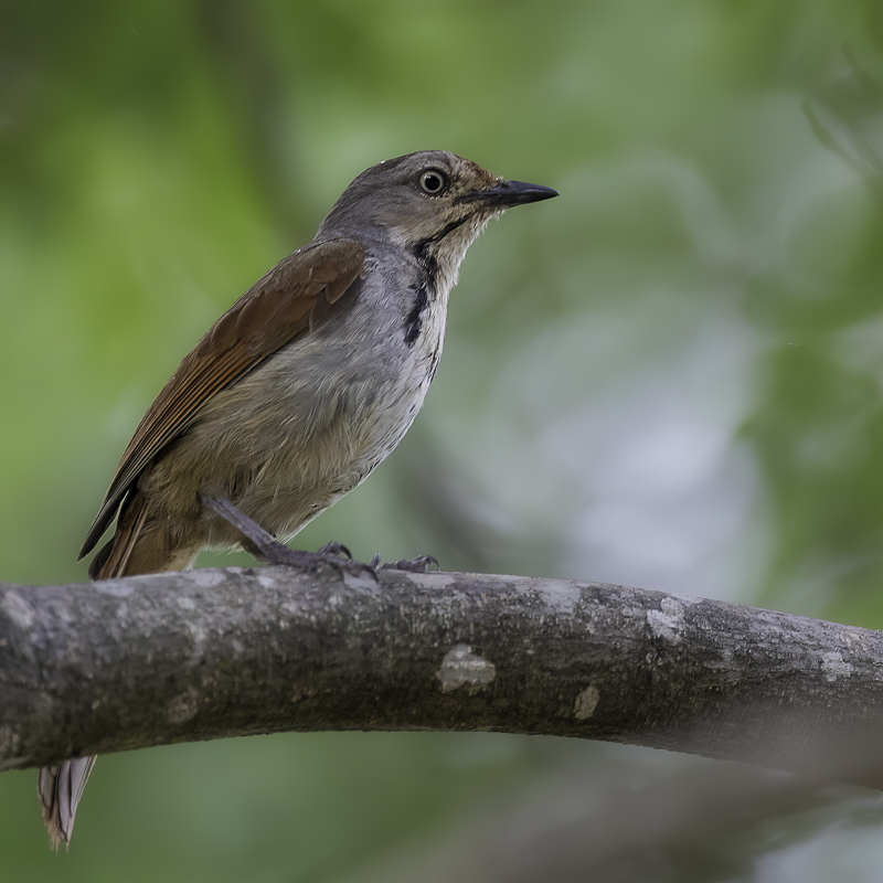 Collared Palm Thrush - Zambesipalmlijster - Cichladuse  collier