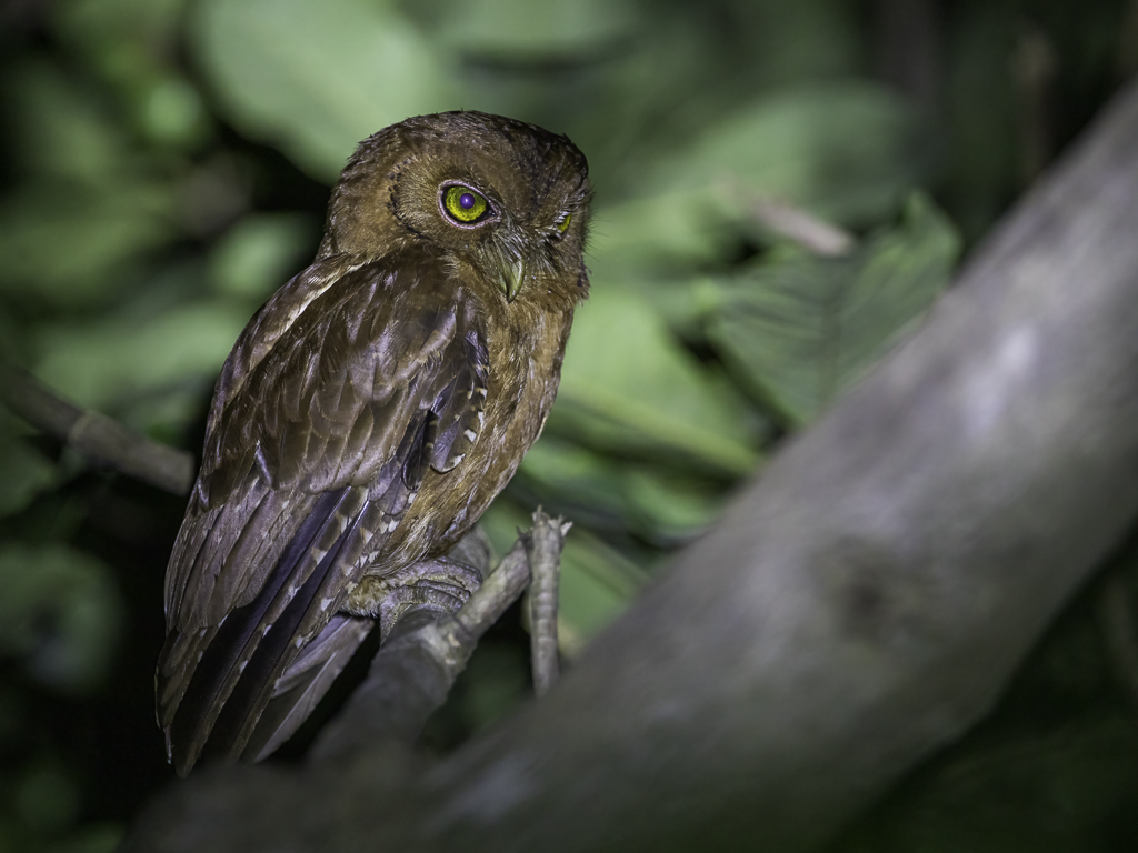 Pemba Scops Owl - Pembadwergooruil - Petit-duc de Pemba