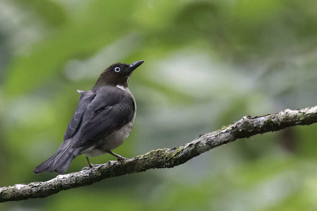 White-eyed Thrush - Witooglijster - Merle aux yeux blancs