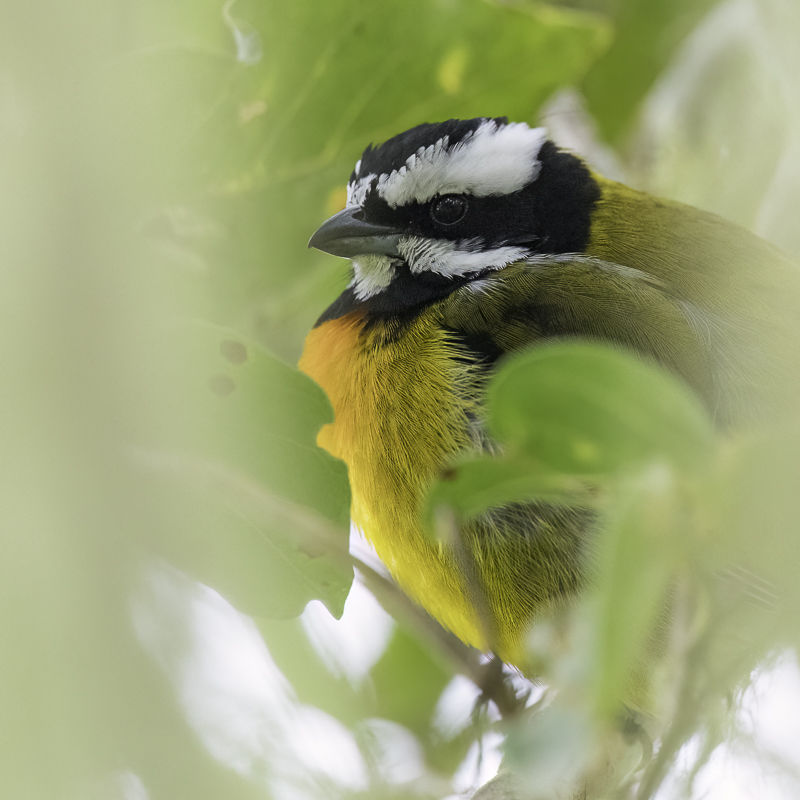 Jamaican Spindalis - Jamaicaanse Spindalis - Zna de la Jamaque (m)
