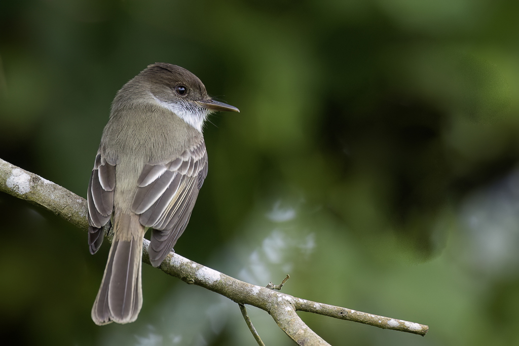 Sad Flycatcher - Jamaicatiran - Tyran triste
