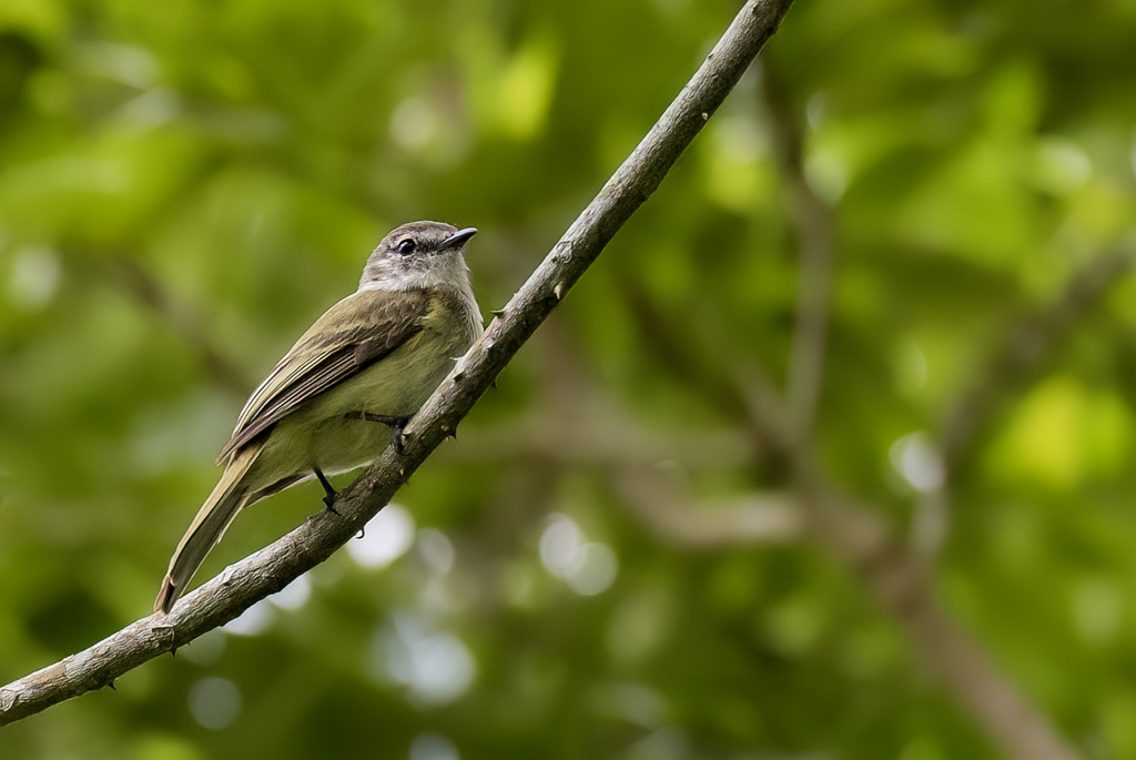 Jamaican Elaenia - Jamaica-elenia - lnie de la Jamaque