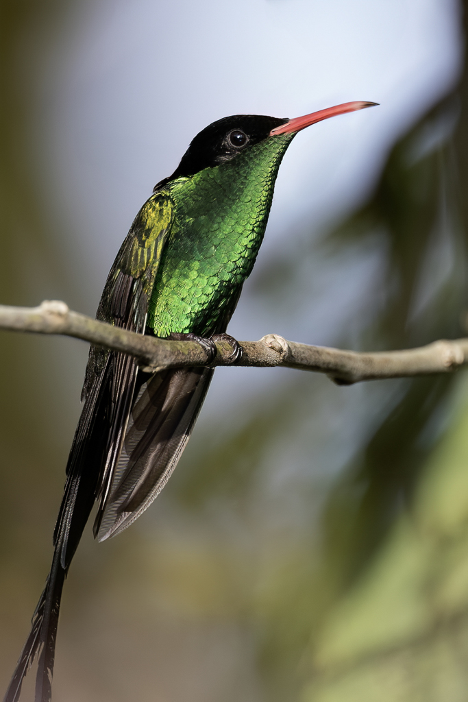 Red-billed Streamertail - Wimpelstaartkolibrie - Colibri  tte noire (m)