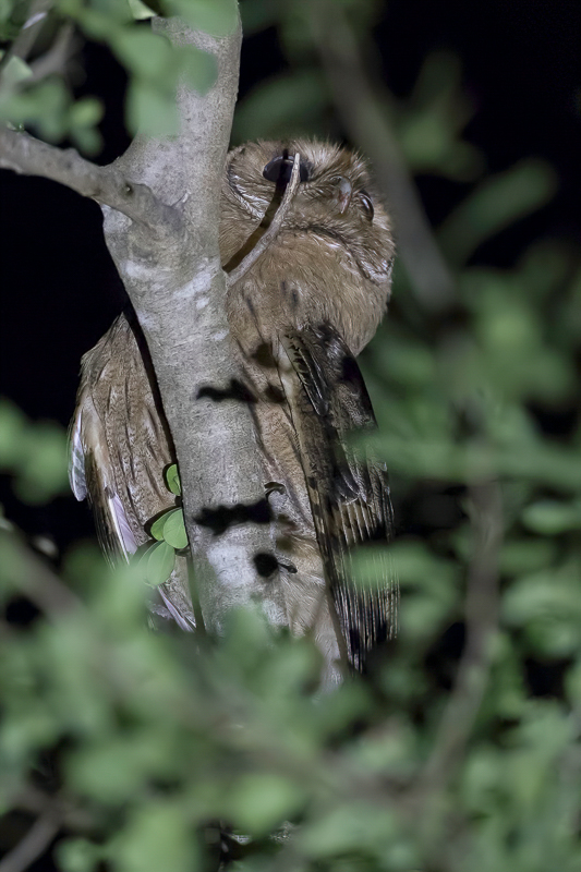 Jamaican Owl - Jamaicaanse Uil - Hibou de la Jamaque