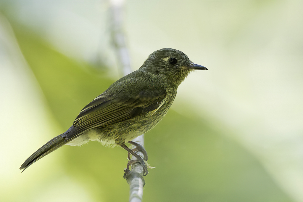 Olive-striped Flycatcher - Olijfstreeppipratiran - Pipromorphe olive