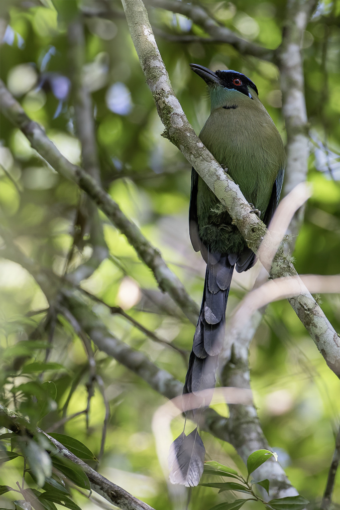 Andean Motmot - Hooglandmotmot - Motmot dquateur