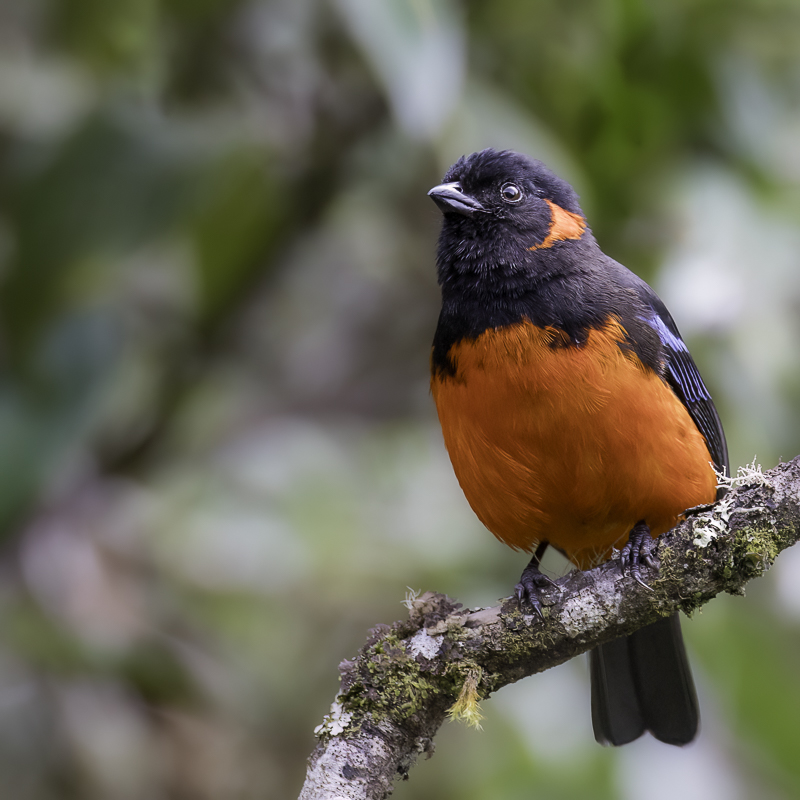 Scarlet-bellied Mountain Tanager - Roodoorbergtangare - Tangara  ventre rouge