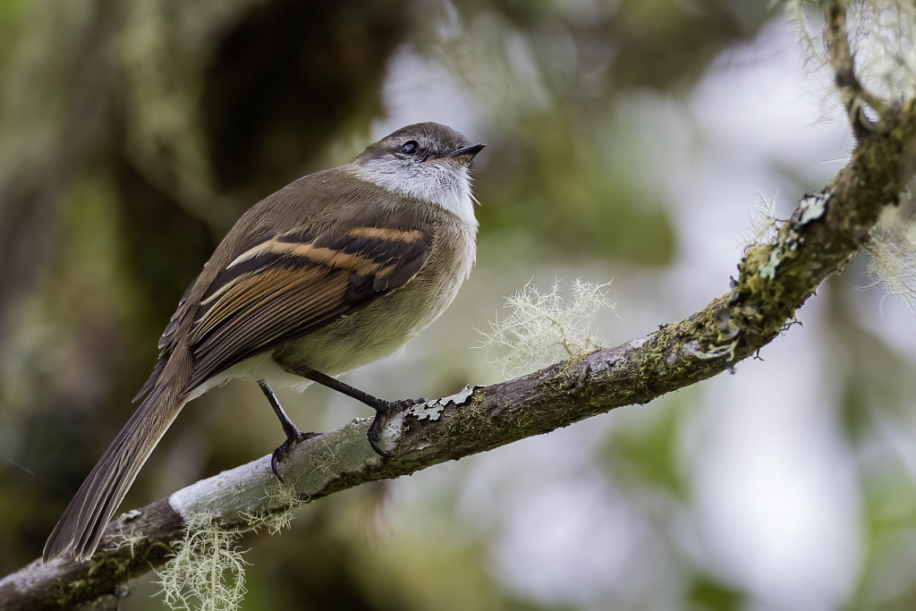 White-throated Tyrannulet - Witkeeltachuri - Tyranneau  gorge blanche
