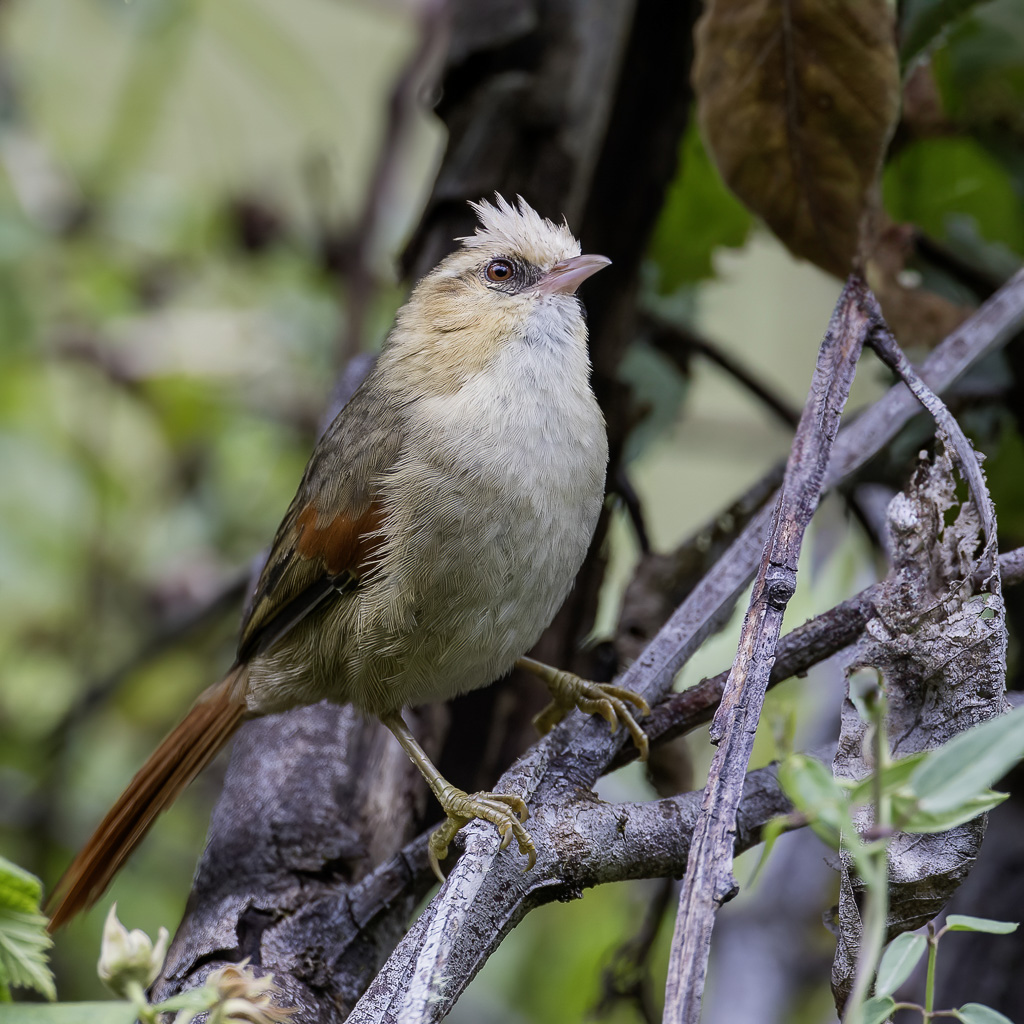 Creamy-crested Spinetail - Vaalkopstekelstaart - Synallaxe  calotte blanche