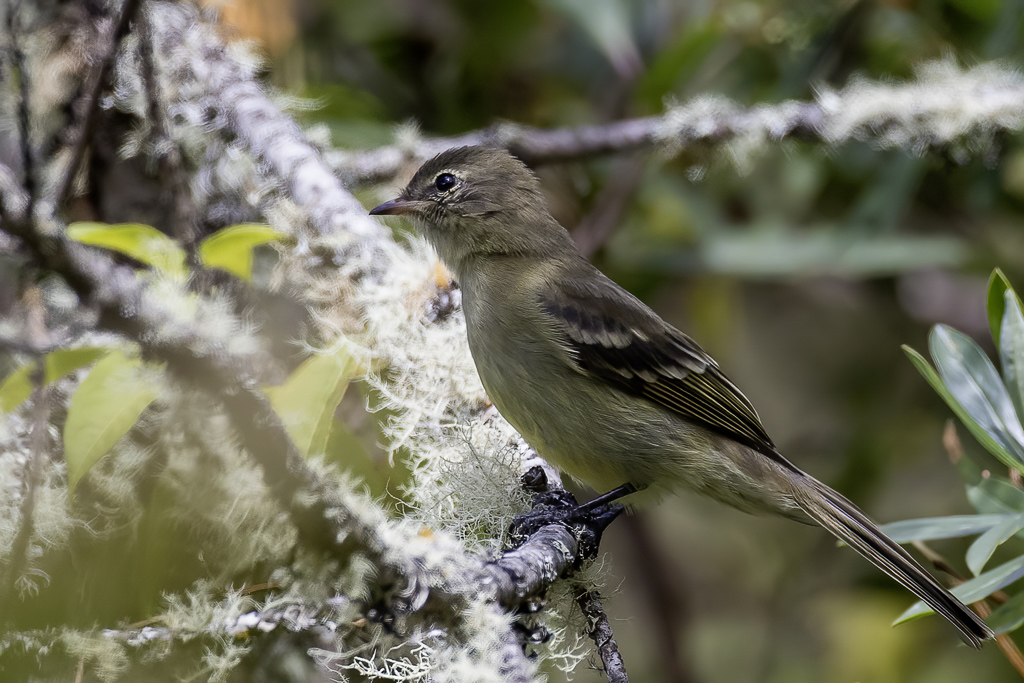 Sierran Elaenia - Andeselenia - lnie de Pallatanga