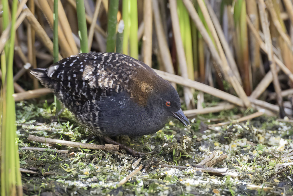 Black (Junin) Rail - Zwarte Dwergral - Rle noir