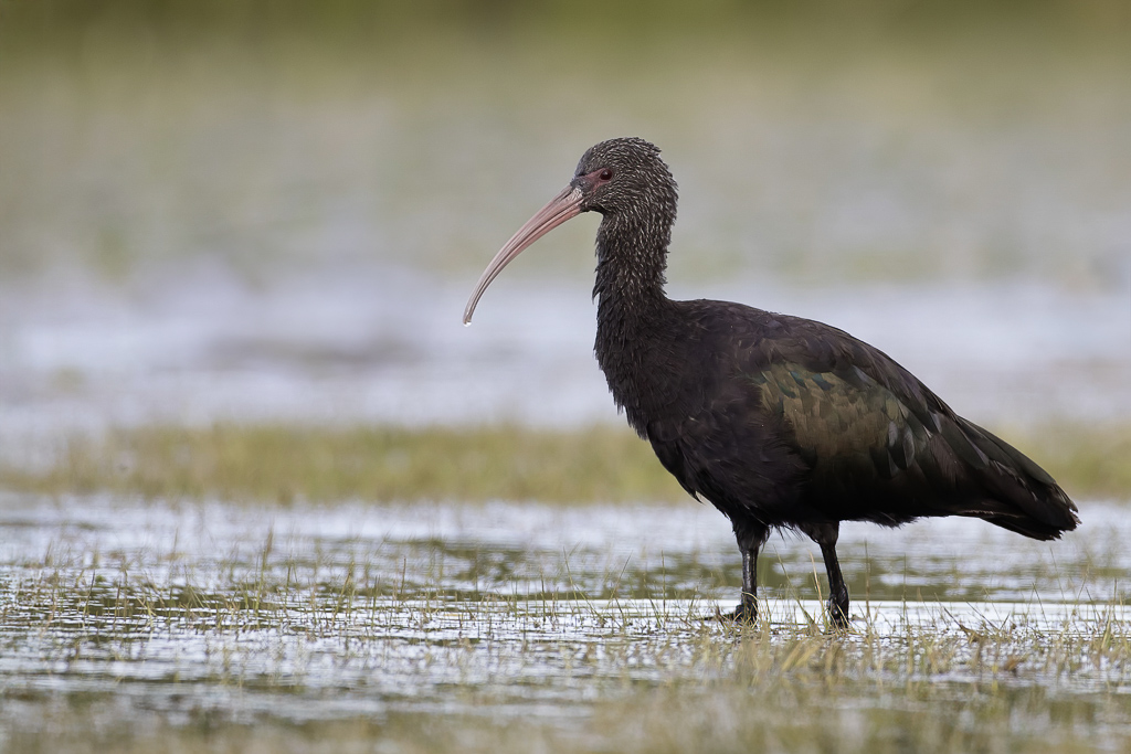 Puna Ibis - Puna-ibis - Ibis de Ridgway