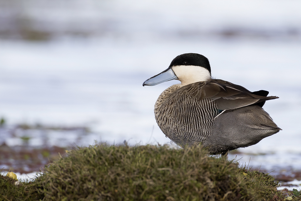 Puna Teal - Punataling - Sarcelle du puna