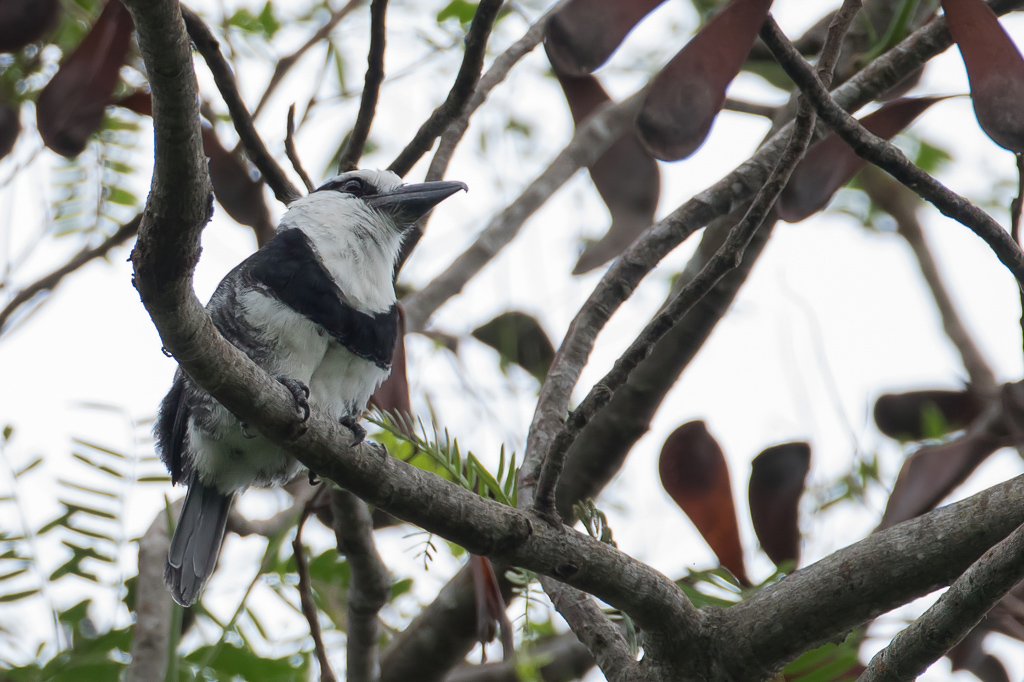 White-necked Puffbird - Witnekbaardkoekoek - Tamatia  front blanc