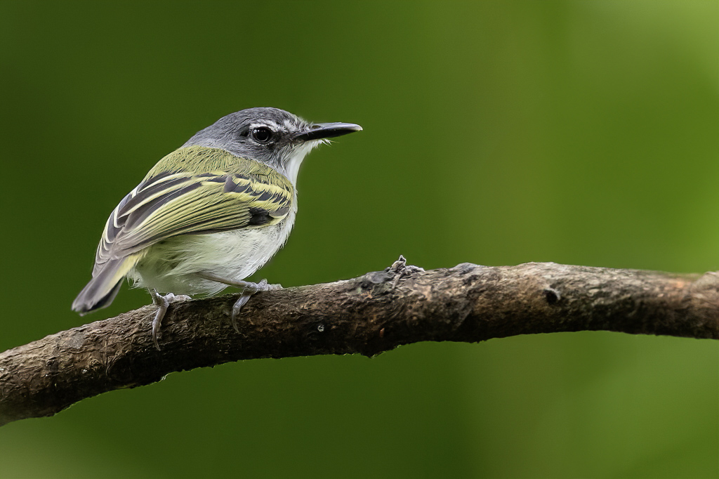 Slaty-headed Tody-Flycatcher - Grijskeelschoffelsnavel - Todirostre de Desmarest