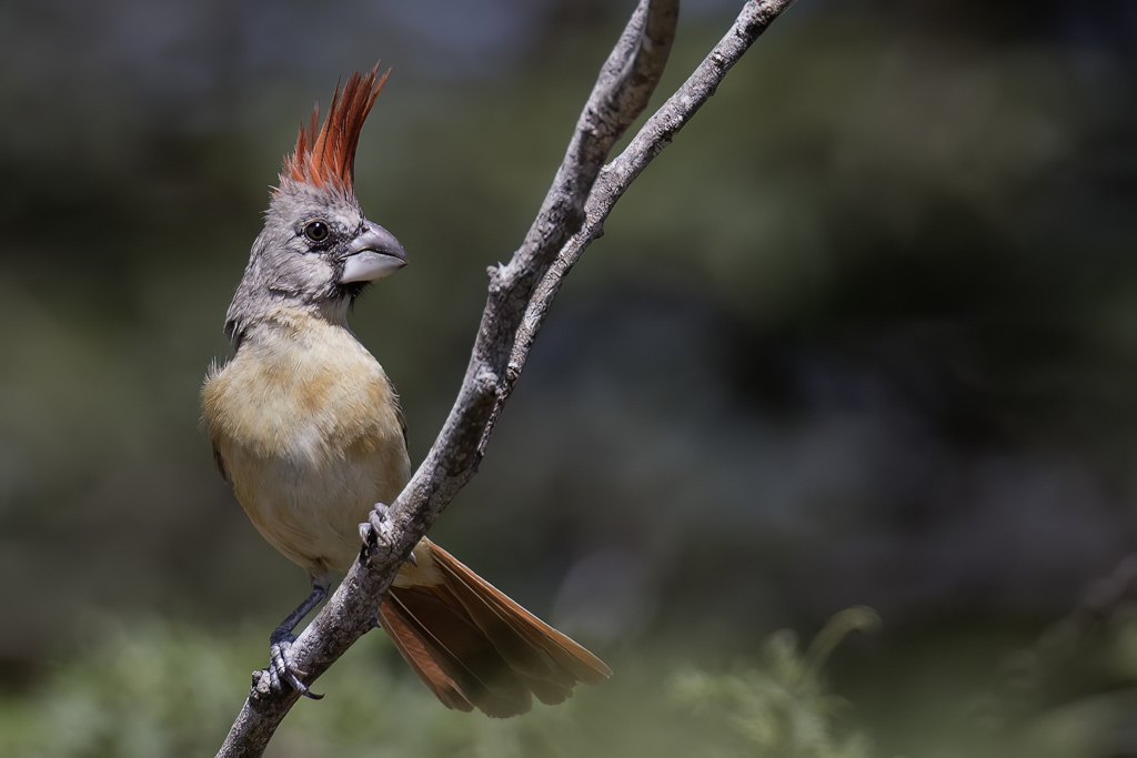 Vermilion Cardinal - Vermiljoenkardinaal - Cardinal vermillon (f)