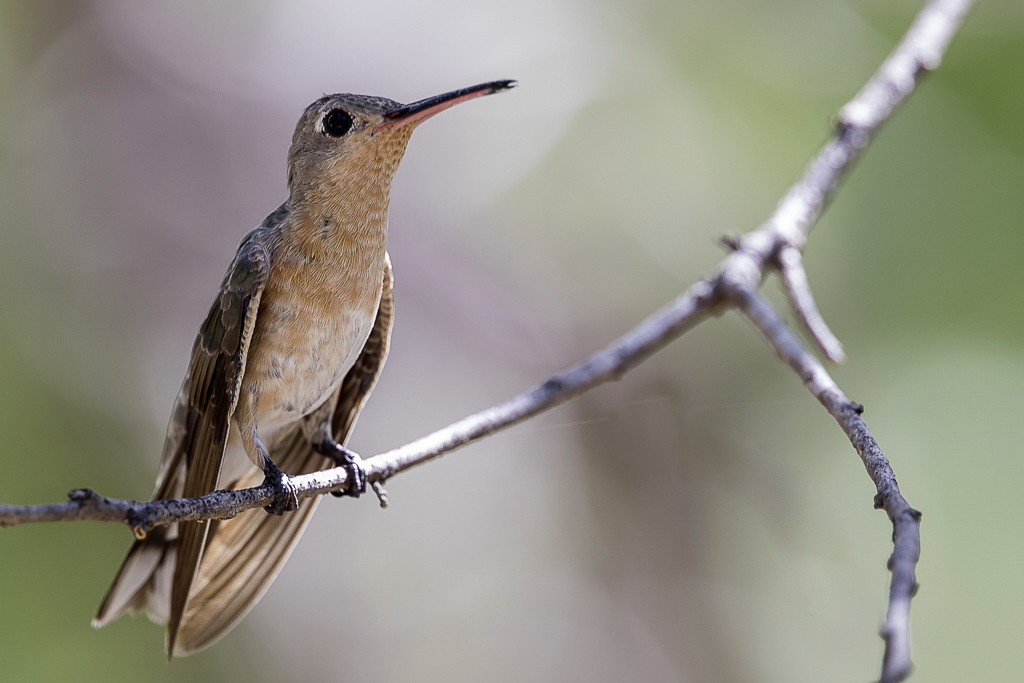 Buffy Hummingbird - Bruine Kolibrie - Colibri trompeur