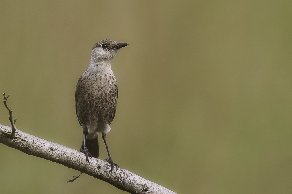 Congo Moor Chat - Congomiertapuit - Traquet du Congo