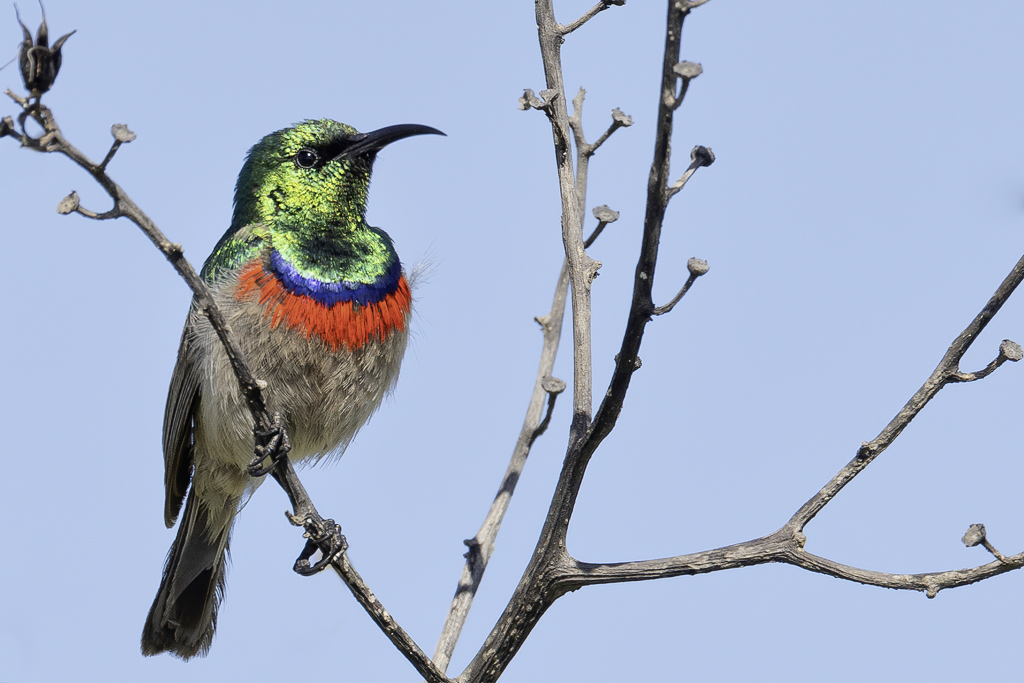 Southern Double-collared Sunbird - Kleine Kraaghoningzuiger - Souimanga chalybe (m)