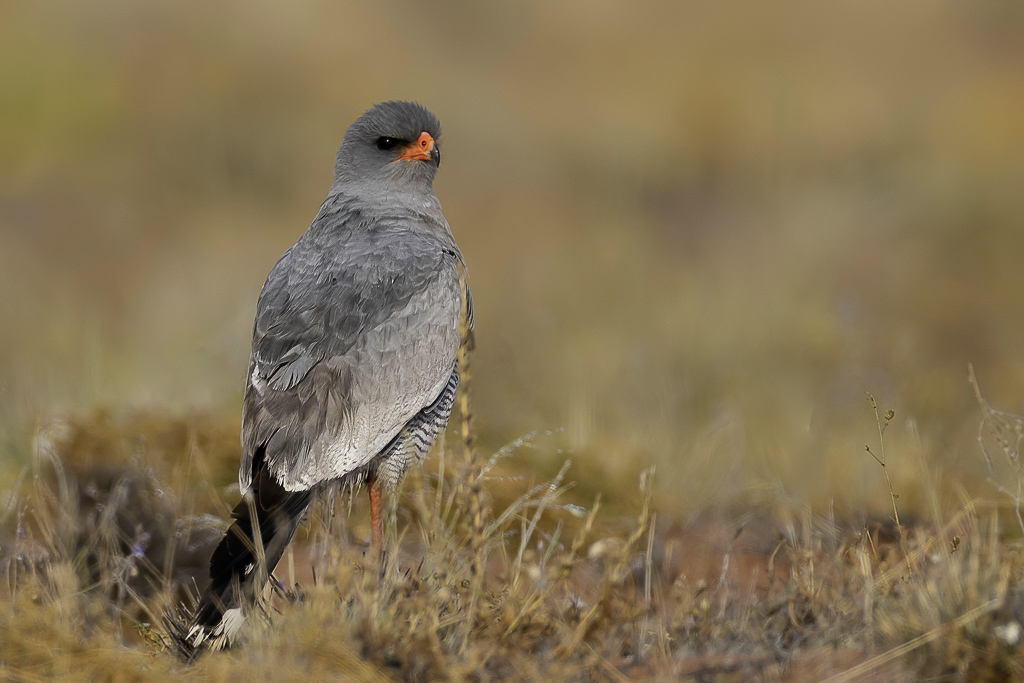 Pale Chanting Goshawk - Zanghavik - Autour chanteur