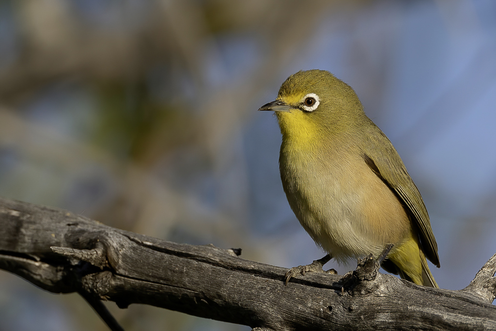 Orange River White-eye - Oranjerivierbrilvogel - Zostrops gris-vert