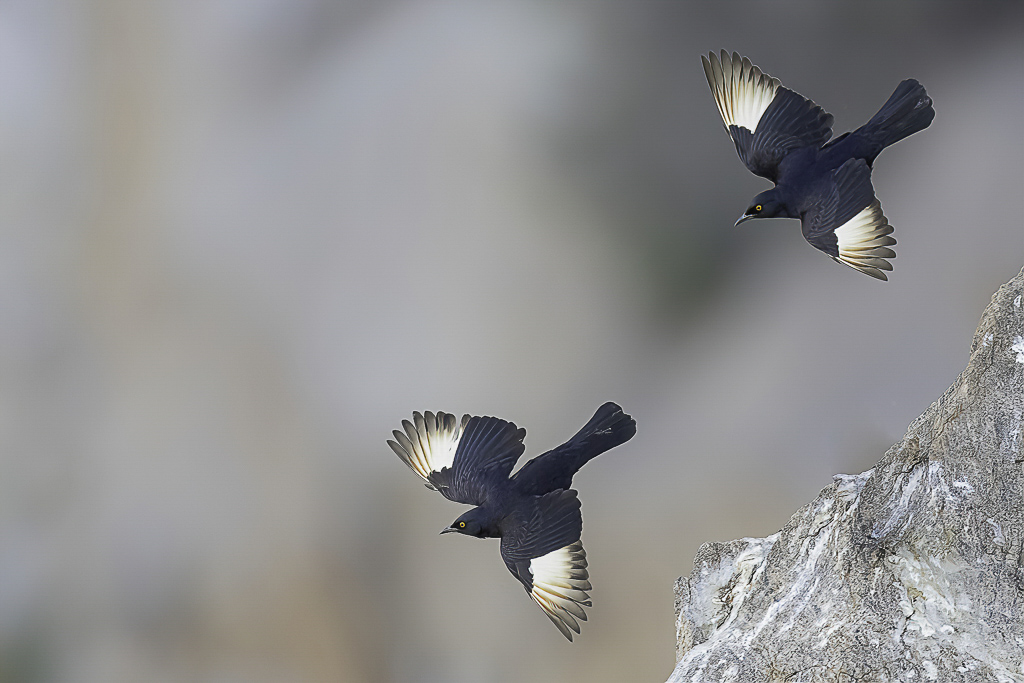 Pale-winged Starling - Vaalvleugelspreeuw - Rufipenne nabouroup